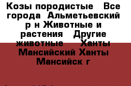 Козы породистые - Все города, Альметьевский р-н Животные и растения » Другие животные   . Ханты-Мансийский,Ханты-Мансийск г.